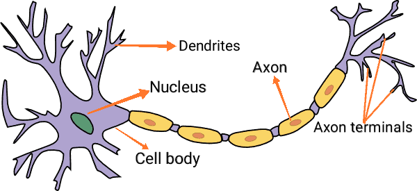 A scientific diagram of a neuron 